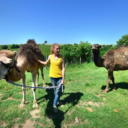 Des dromadaires dans le Tarn ! ?